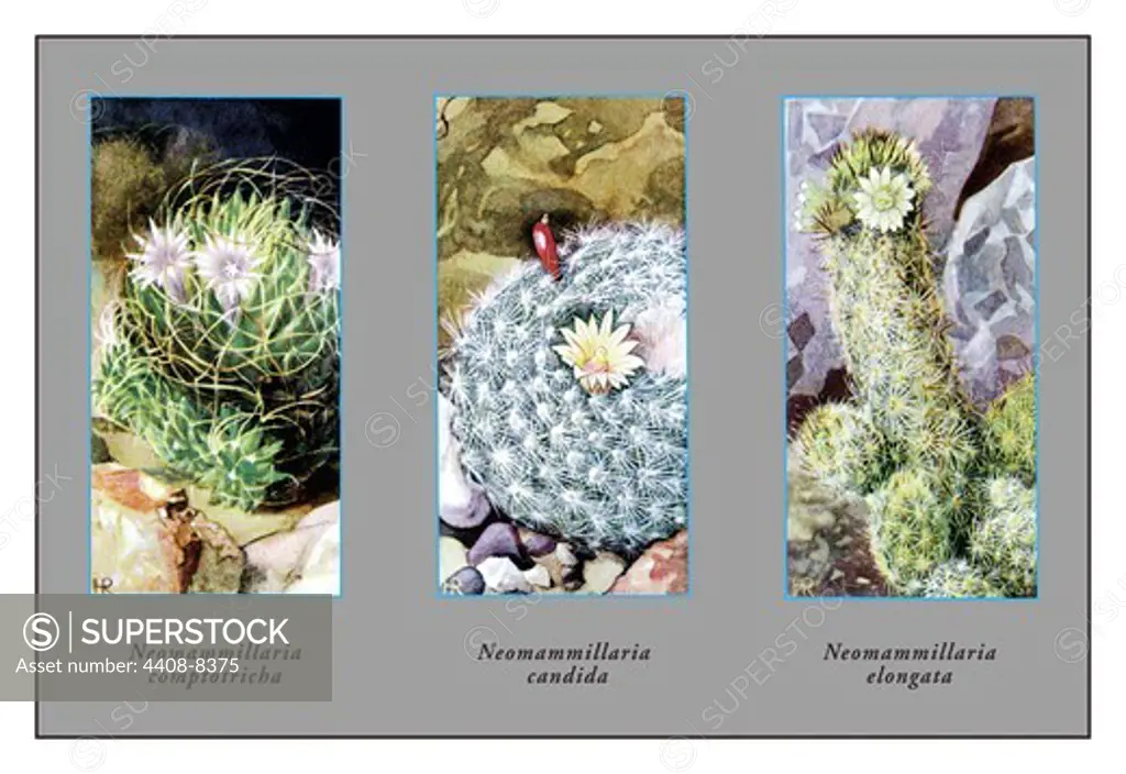 Neomammillaria Camptotricha, Cacti & Succulents