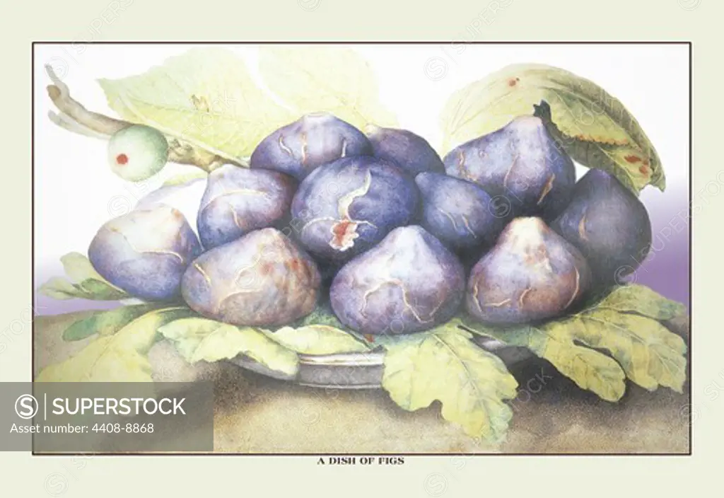 Dish of Figs, Giovanna Garzoni
