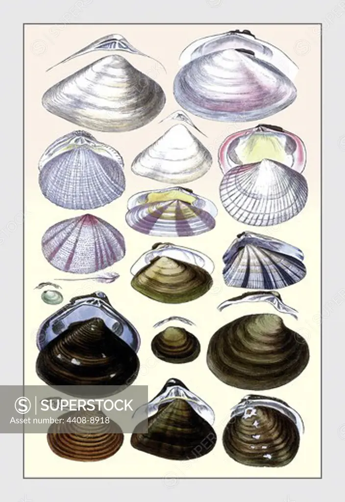 Shells: Dimyaria #3, Shells