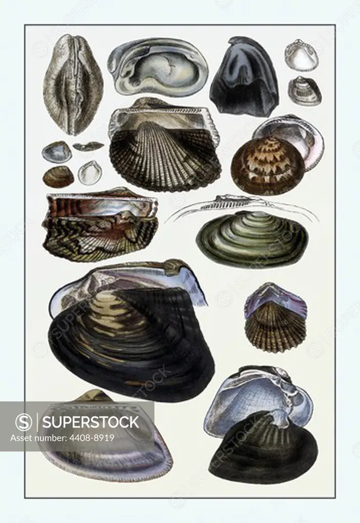Shells: Dimyaria #4, Shells