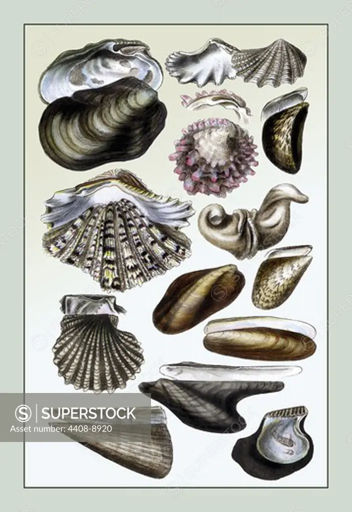 Shells: Monomyaria #1, Shells