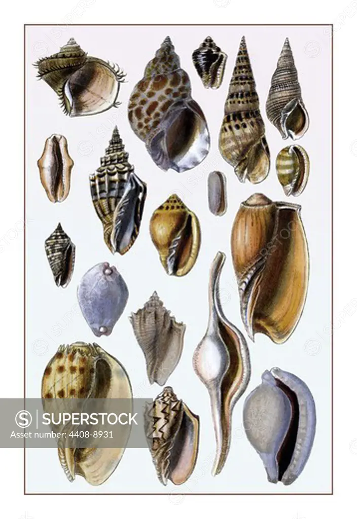 Shells: Trachelipoda #6, Shells