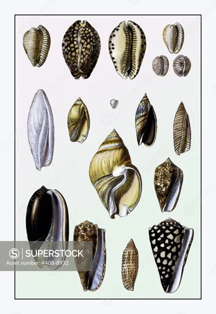 Shells: Convoltae and Orthocerata, Shells