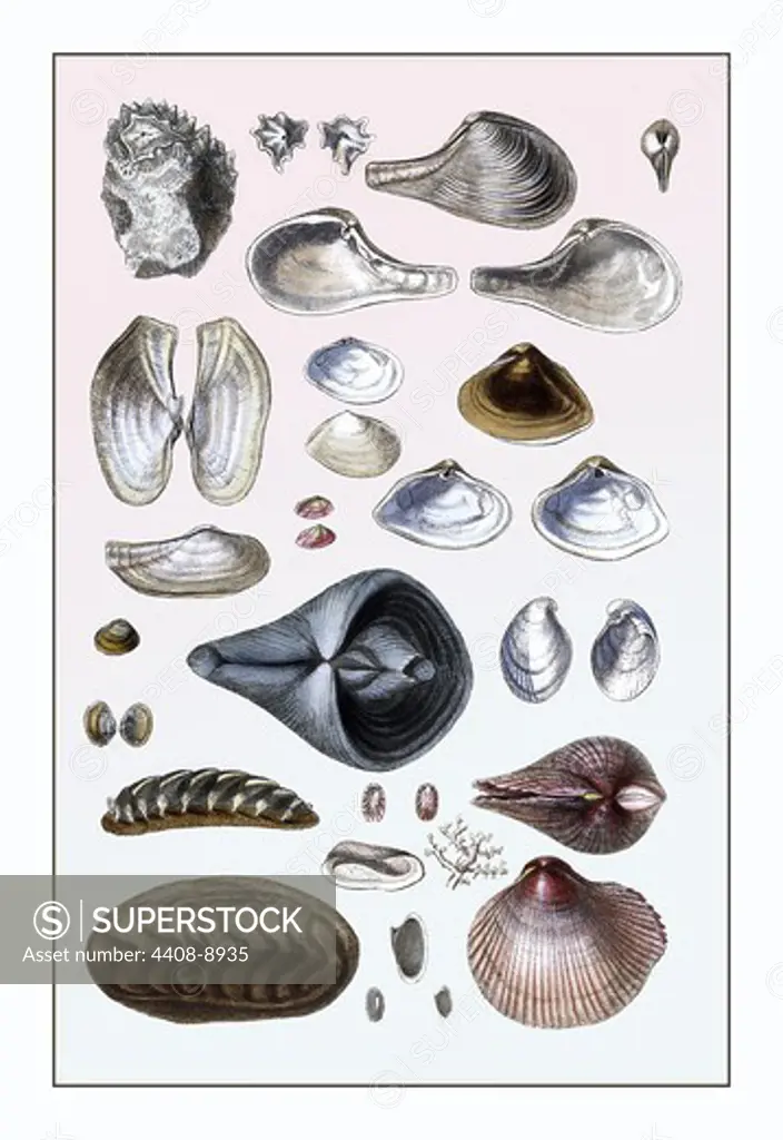 Shells: Sessile Cirripedes #1, Shells