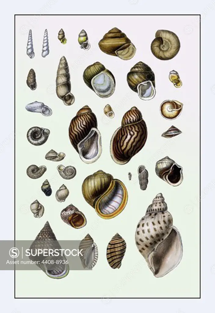 Shells: Sessile Cirripedes #2, Shells