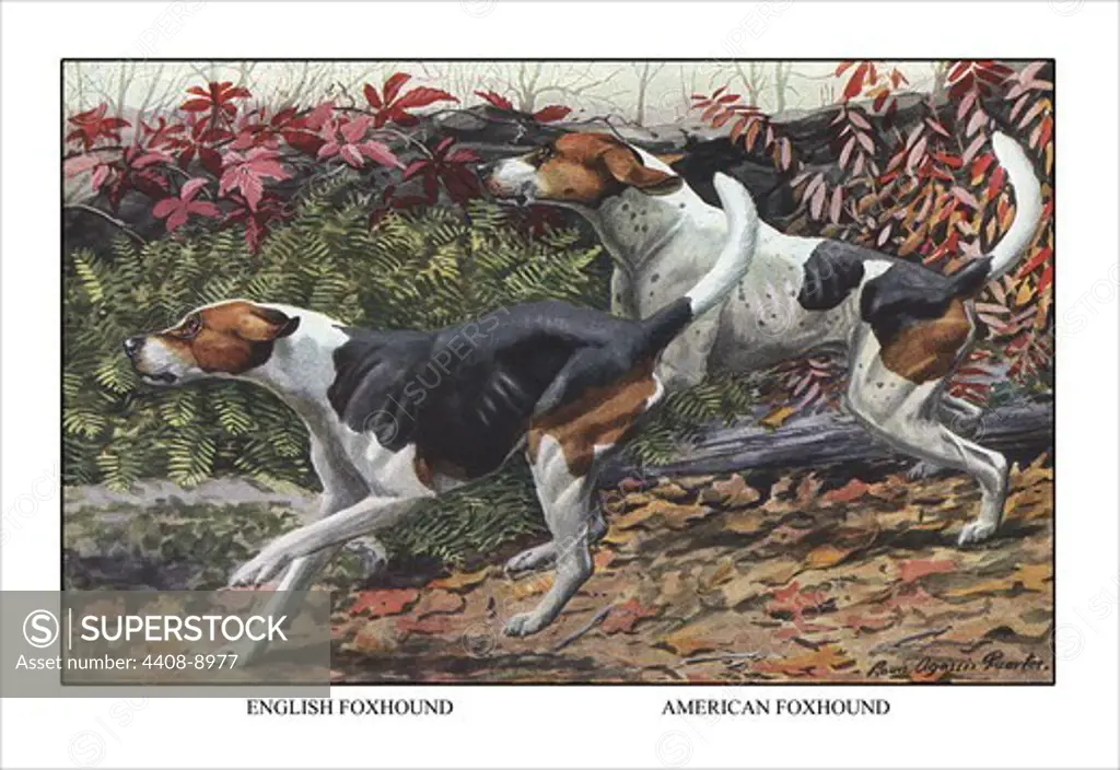 English Foxhound and American Foxhound, Dogs