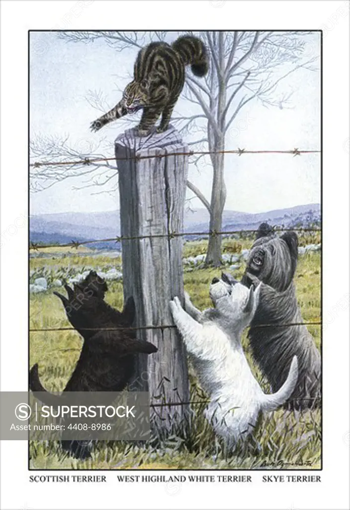 Scottish Terrier, West Highland Terrier, Skye Terrier, Dogs