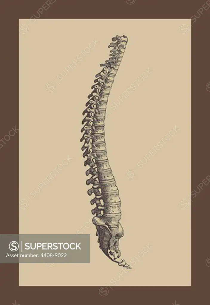 Backbone, Medical - Anatomy