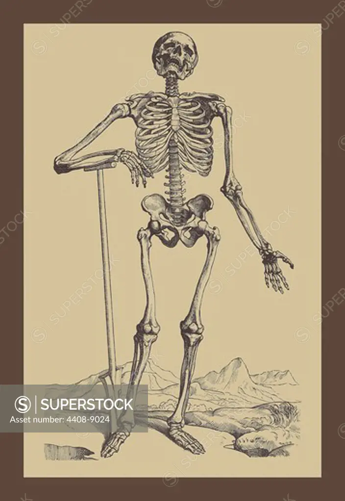Skeleton with Shovel, Medical - Anatomy