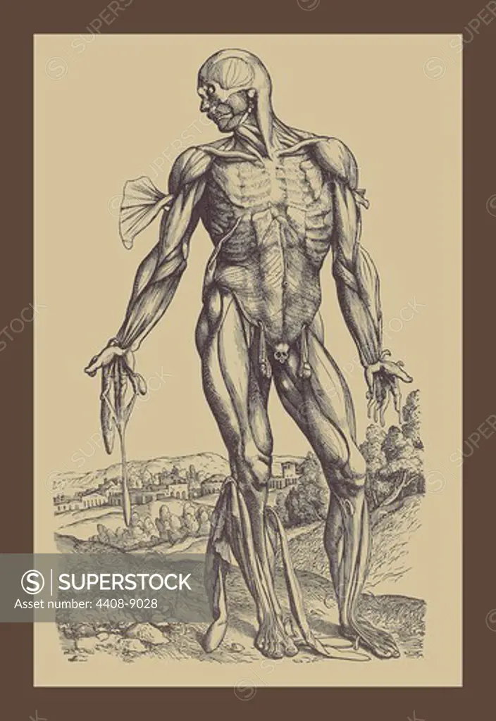 Fourth Plate of the Muscles, Medical - Anatomy