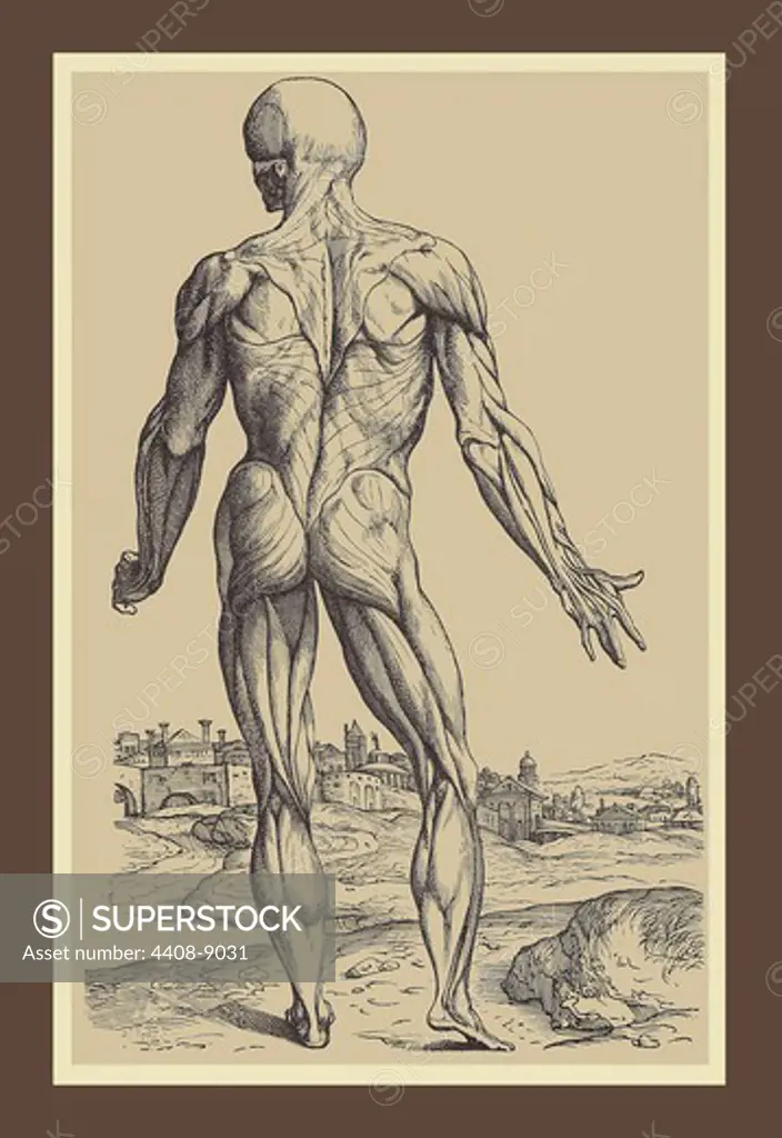 Ninth Plate of the Muscles, Medical - Anatomy