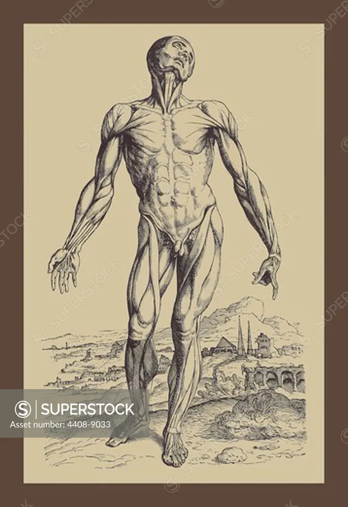 Second Plate of the Muscles, Medical - Anatomy