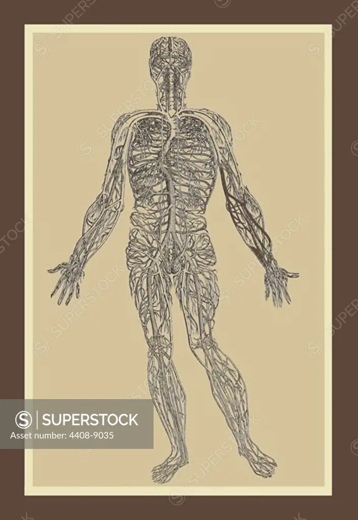 Nervous System, Medical - Anatomy