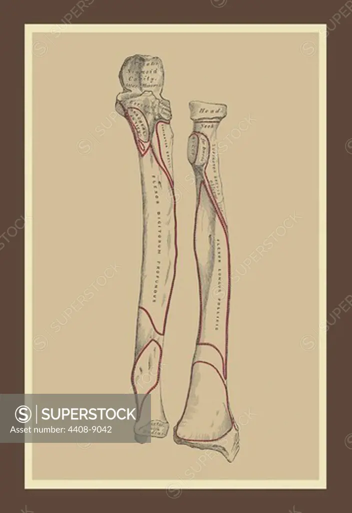 Skeleton #1, Medical - Anatomy