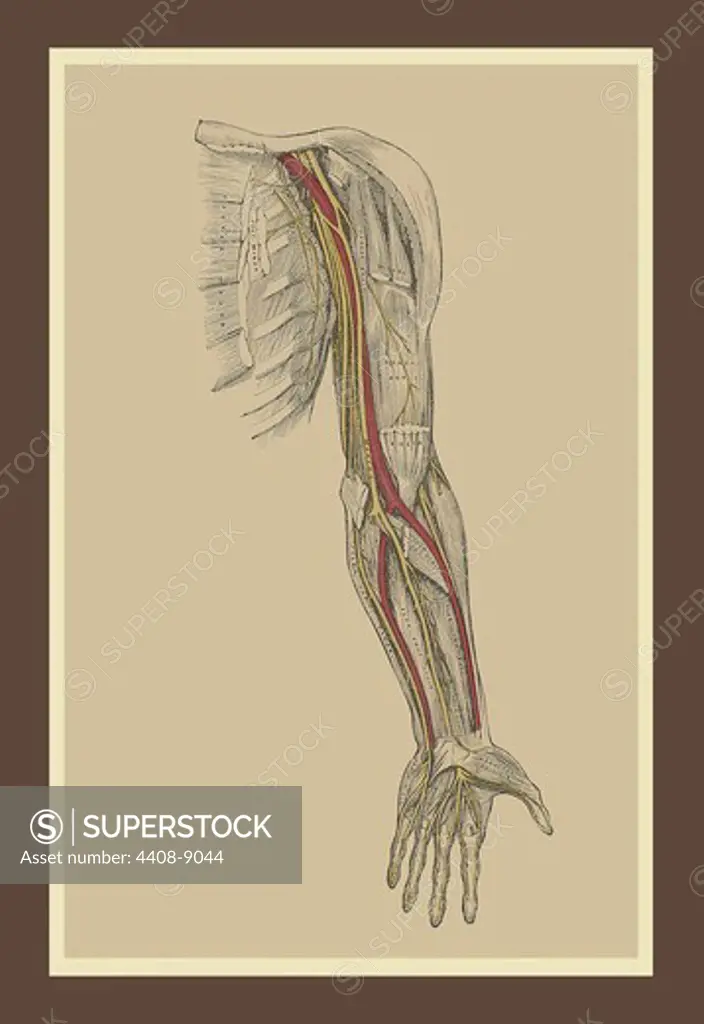 Spinal Nerves, Medical - Anatomy