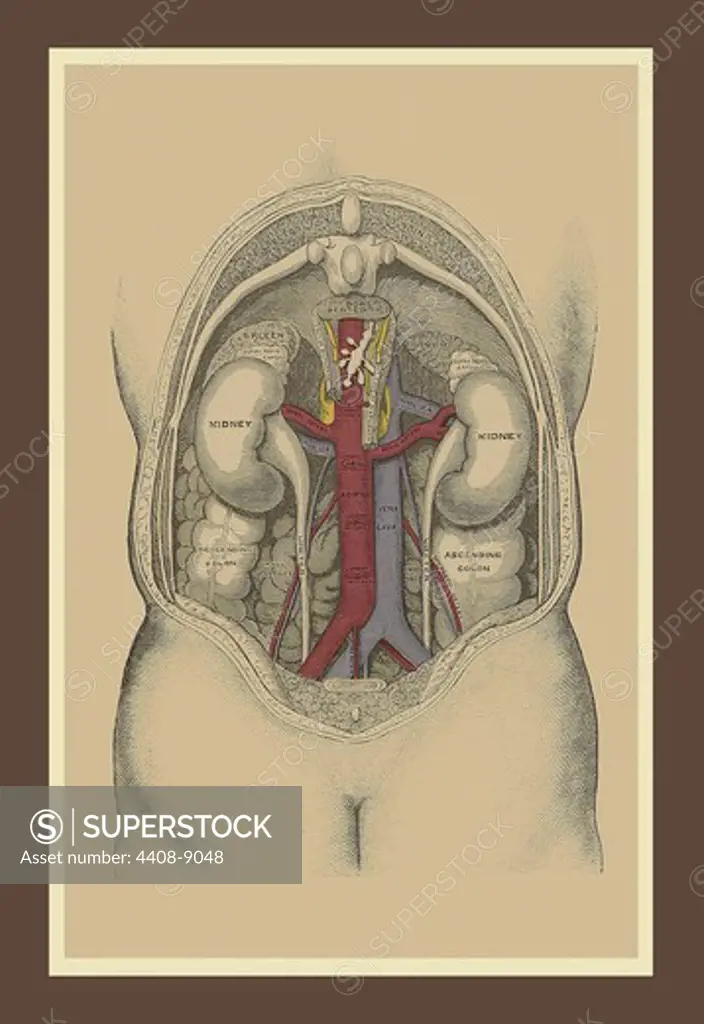 Large Intestine, Medical - Anatomy