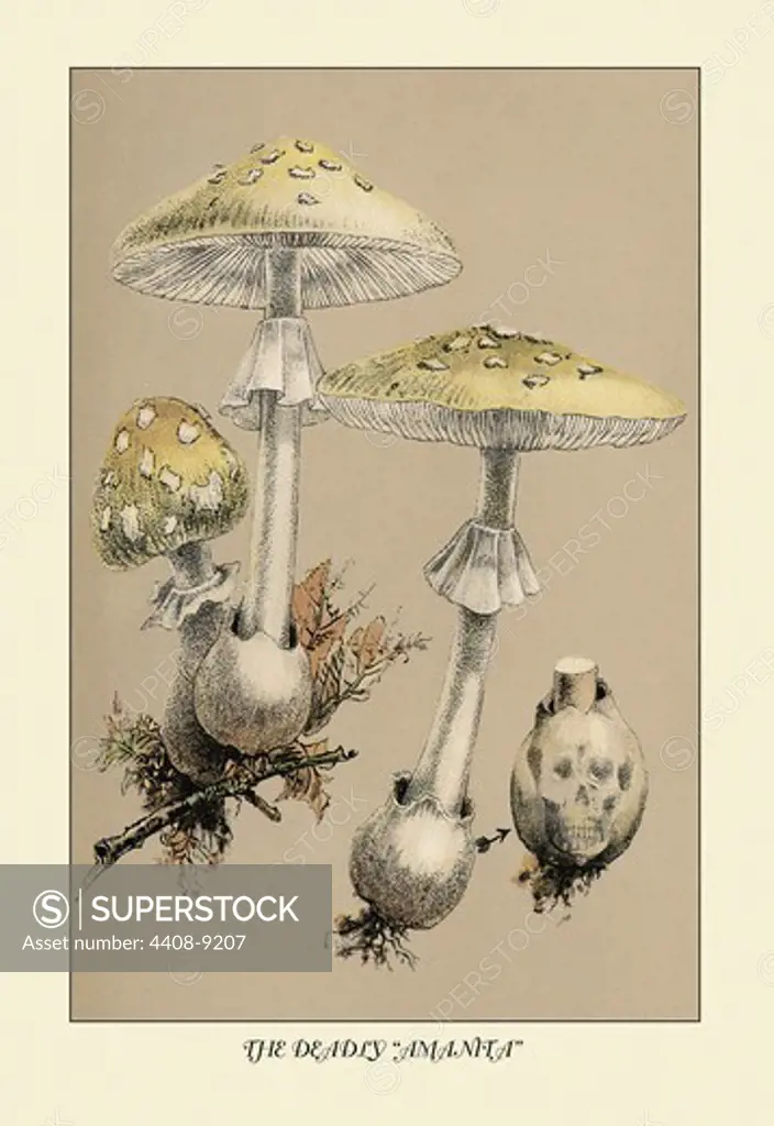 Deadly Amanita, Mushrooms & Funghi