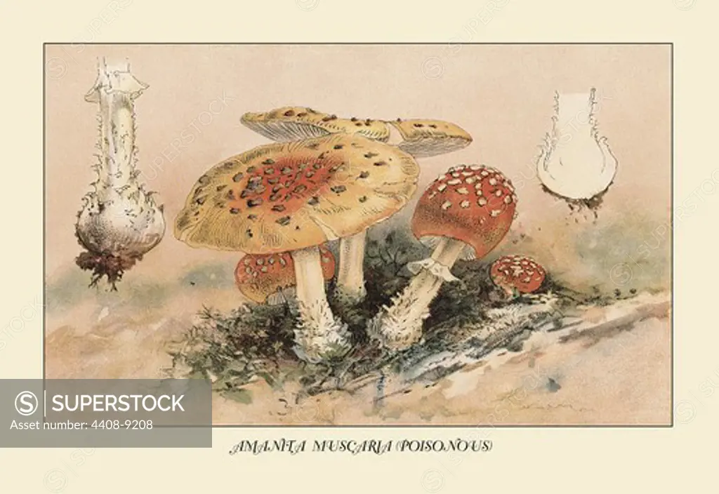Amanita Muscaria Poisonous, Mushrooms & Funghi
