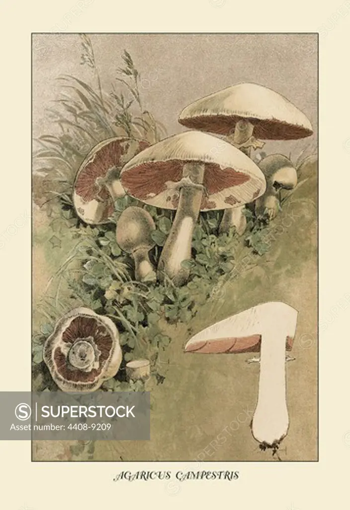Agaricus Campestris, Mushrooms & Funghi