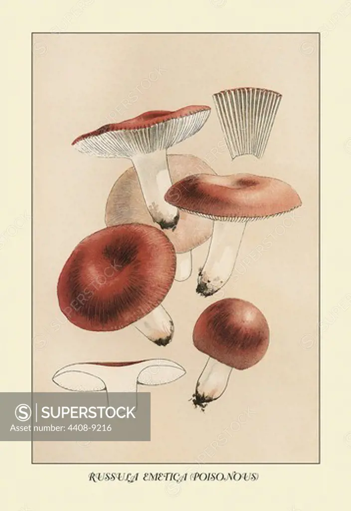 Russula Emetila (Poisonous), Mushrooms & Funghi