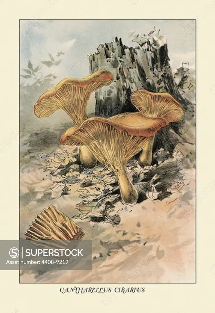 Canthareius Cibarius, Mushrooms & Funghi