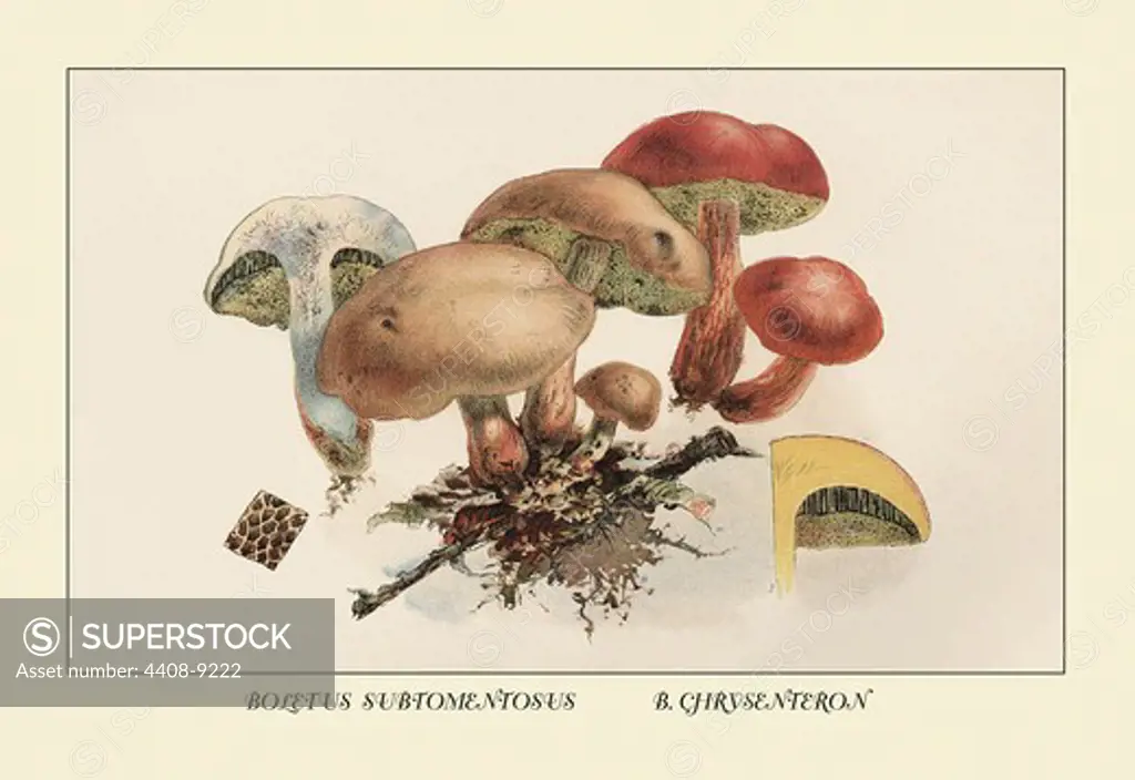 Boletus Subtomentosus and Boletus Chrysenteron, Mushrooms & Funghi