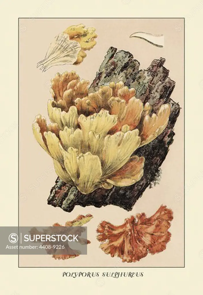 Polyporus Sulphureus, Mushrooms & Funghi