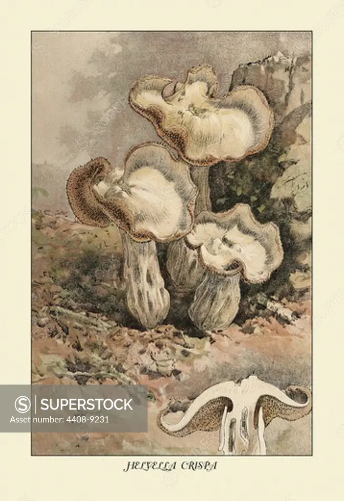 Helvella Crispa, Mushrooms & Funghi