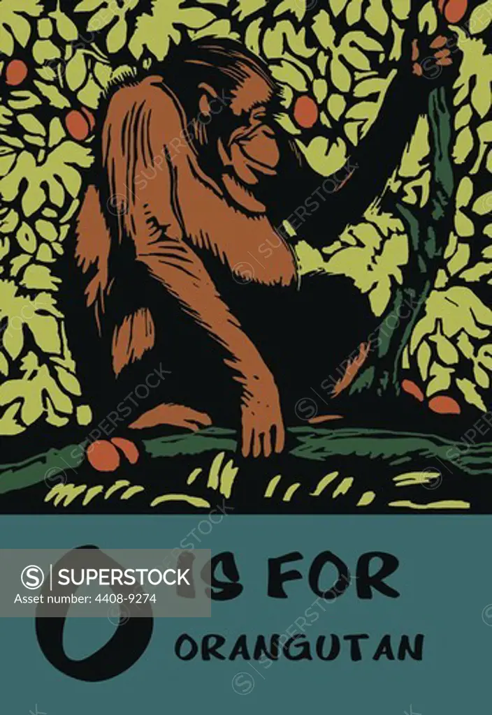 O is for Orangutang, C.B. Falls - Animal Alphabet