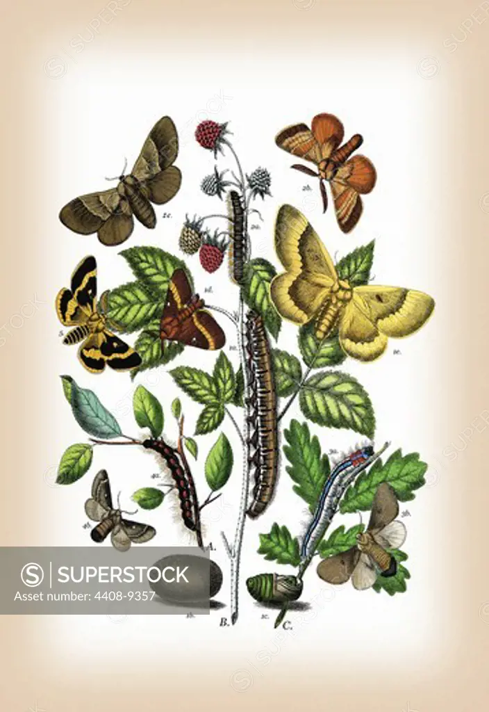 Moths: Eriogaster Rimicola, E. Catax, et al., Insects - Butterflies & Moths