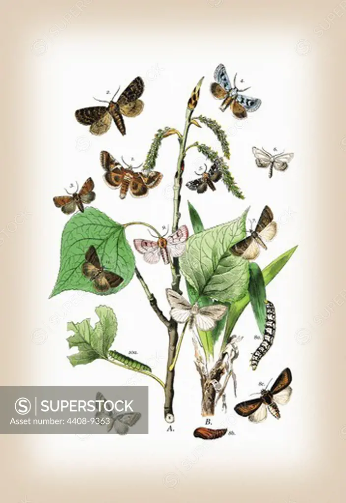 Moths: Pachnobia Carnea, Brithys Pancratii, et al., Insects - Butterflies & Moths