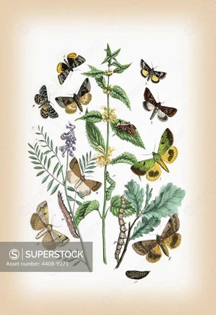 Moths: Plusia Iota, P. Hochenwarthi, et al., Insects - Butterflies & Moths