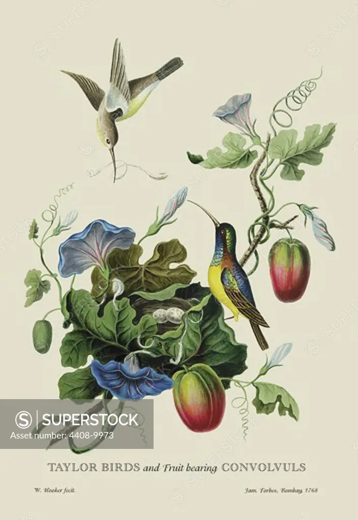 Taylor Birds and Fruit Bearing Convolvuls, Naturalist Illustration - Forbes