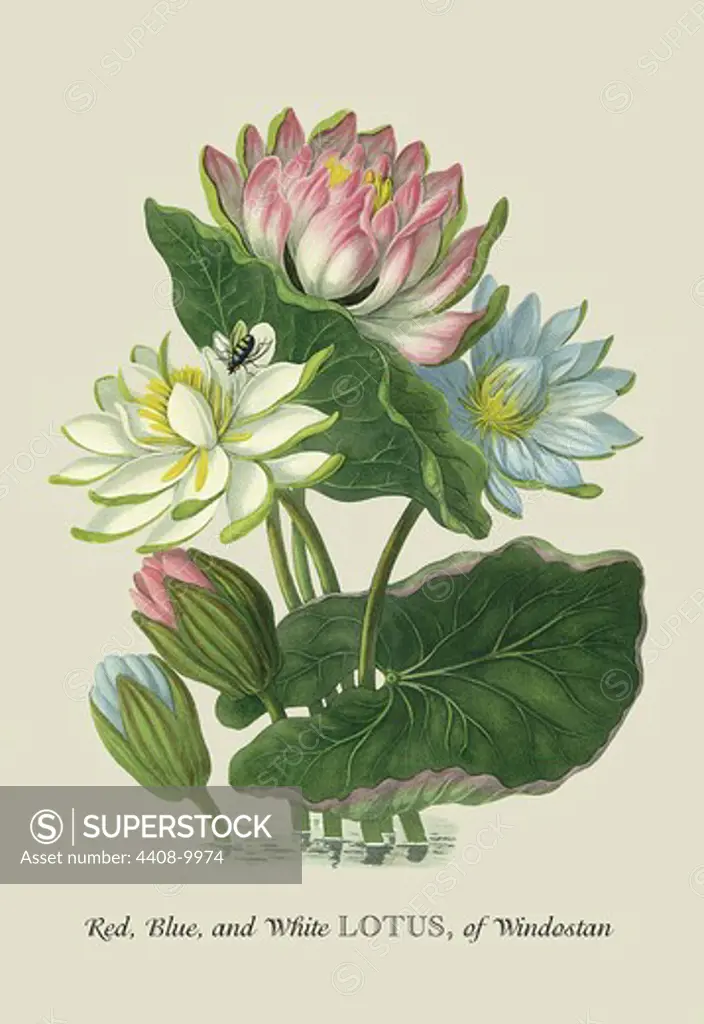 Red, Blue, and White Lotus of the Hindostan, Naturalist Illustration - Forbes