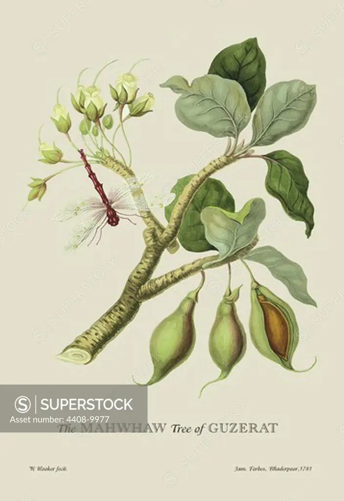 Mahwhaw Tree of Guzerat, Naturalist Illustration - Forbes