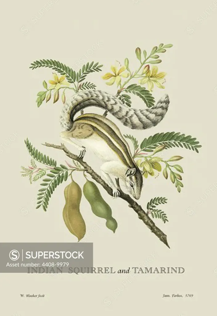 Indian Squirrel and Tamarind, Naturalist Illustration - Forbes