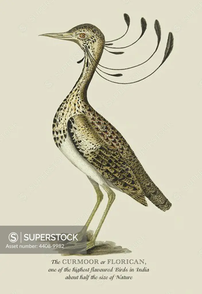 Curmoor or Florican, Naturalist Illustration - Forbes
