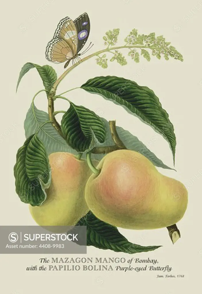 Mazagon Mango and the Papilio Bolina, Naturalist Illustration - Forbes