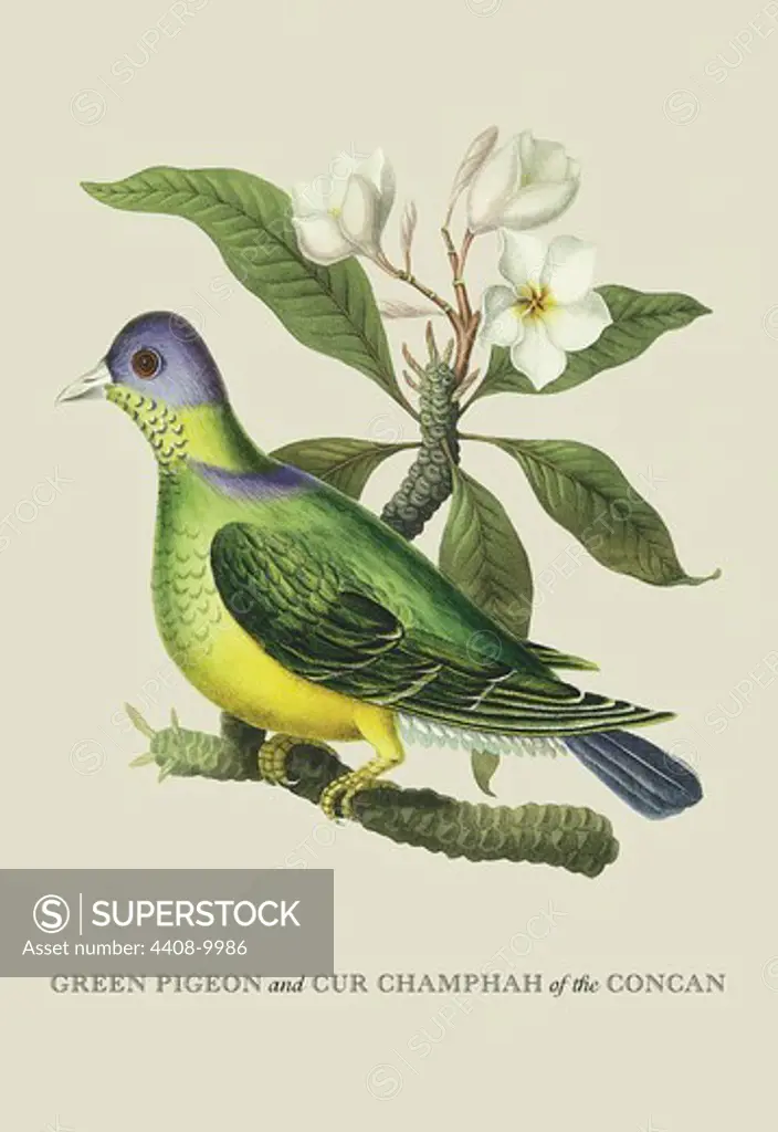Green Pigeon and Cur Champhah of the Concan, Naturalist Illustration - Forbes