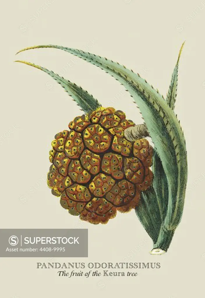 Fruit of the Keura Tree, Naturalist Illustration - Forbes