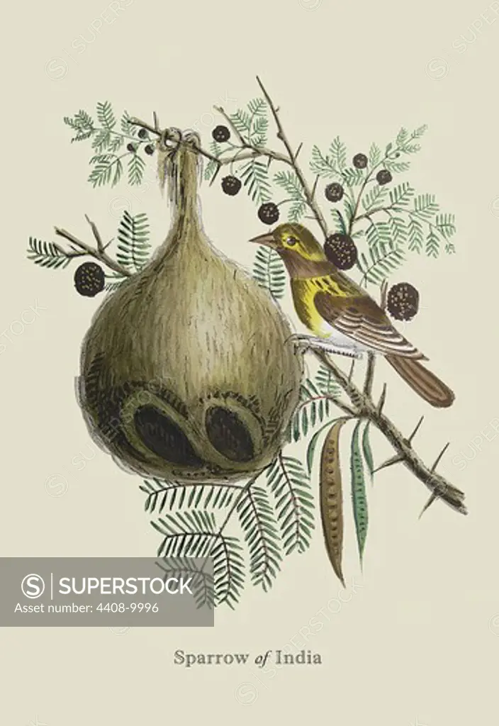 Sparrow of India, Naturalist Illustration - Forbes