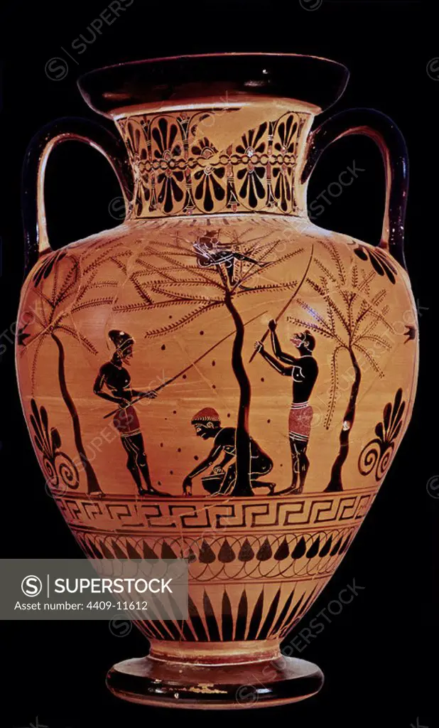 Greek school. Amphora representing the olive harvest. 520 BC. London, British Museum. Author: ANTIMENES. Location: BRITISH MUSEUM. LONDON. ENGLAND.