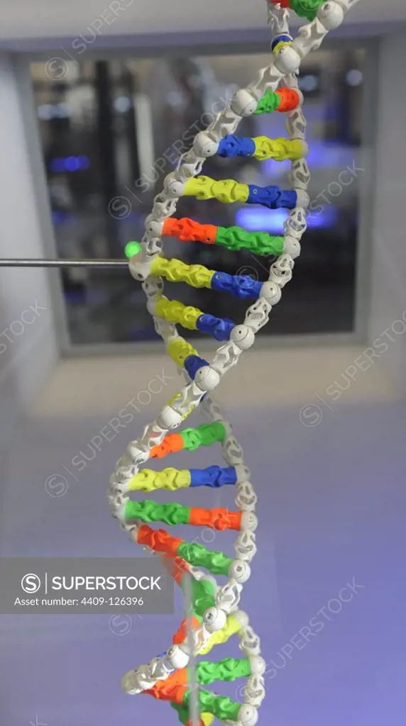 DNA. Deoxyribonucleic acid, model.