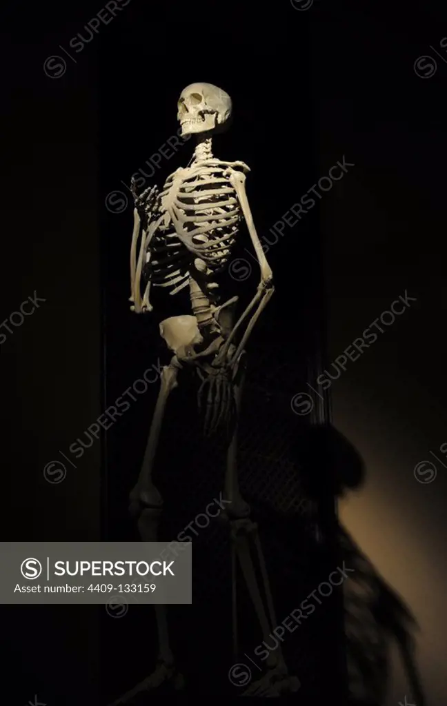 Skeleton of Homo Sapiens. Model. Natural History Museum. Berlin, Germany.