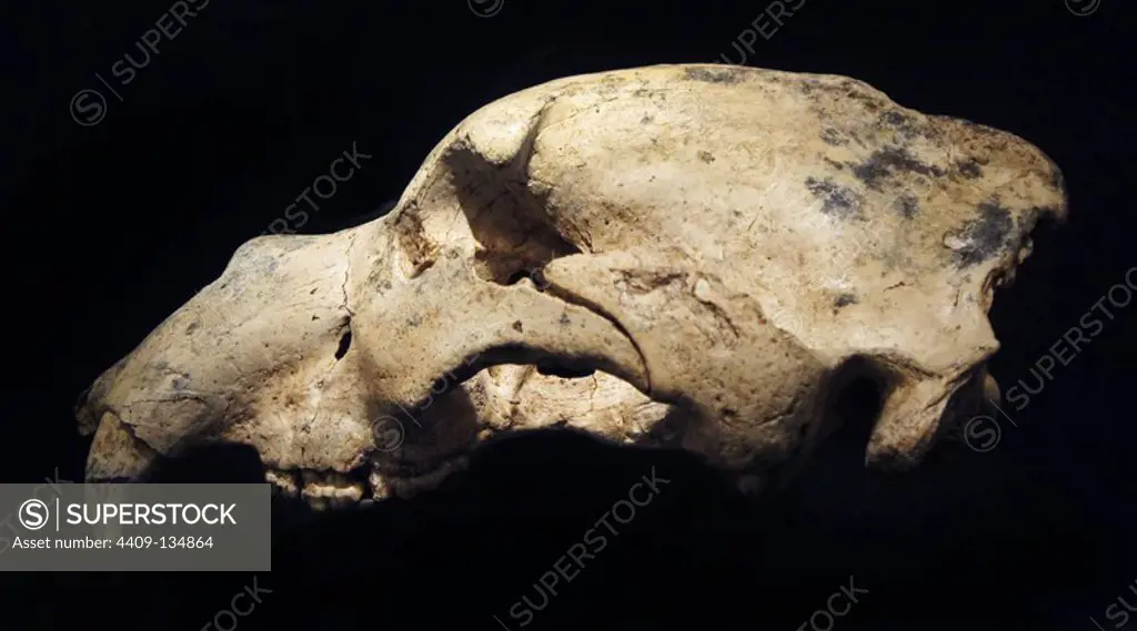 PIECES OF THE EXHIBITION "ART WITHOUT ARTISTS": SKULL OF URSUS SPELAEUS (BEAR OF THE CAVERNS), OF THE CAVE OF THE REGUILLE, PATONES (MADRID), 170000 YEARS.