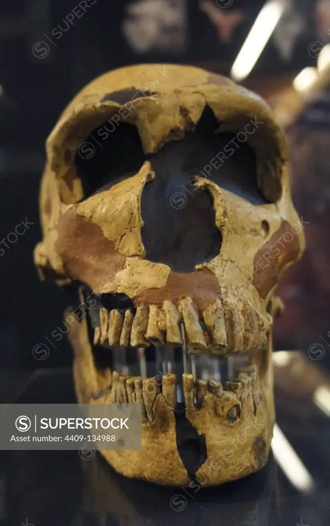 PIECES OF THE EXHIBITION "ART WITHOUT ARTISTS": REPLICA OF SKULL AND JAW OF HOMO NEANDERTHALENSIS. ORIGINAL OF THE CAVE OF FERRASSIE, (FRANCE), 120000 YEARS.