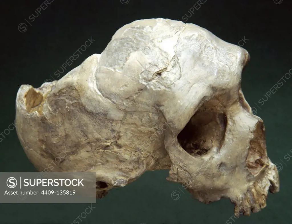REPRODUCTION OF FEMALE SKULL ADULT OF NEANDERTAL, FROM FORBES QUARRY (PEÑON DE GIBRALTAR), PALEOLITHIC ERA (LOCATION: NATIONAL ARCHEOLOGICAL MUSEUM).