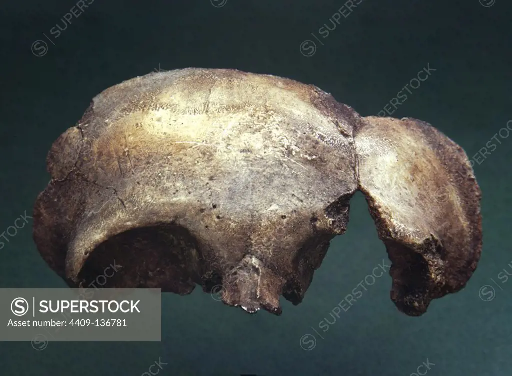 PALEOLITHIC FAUNA BONE REMAINS: SKULL FROM OF A NEANDERTHAL CHILD, FROM THE CAVE OF CARIGÜELA (LOCATION: NATIONAL ARCHEOLOGICAL MUSEUM).