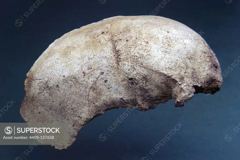 PALEOLITHIC FAUNA BONE REMAINS: HUMAN PARIETAL OF THE CAVE OF THE CASTLE (LOCATION: NATIONAL ARCHEOLOGICAL MUSEUM).