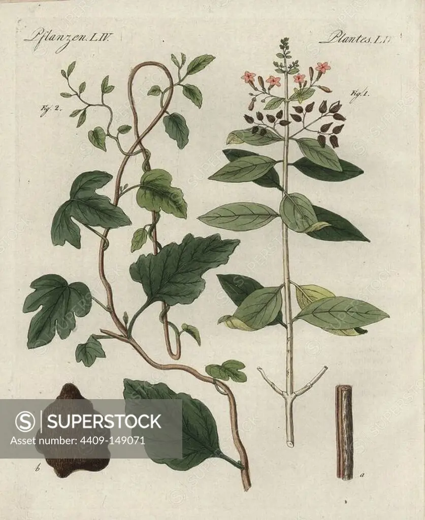 Quinine bark tree, Cinchona officinalis 1, and jalap, Ipomoea purga 2, showing leaf, flower, and bark. Handcoloured copperplate engraving from Bertuch's "Bilderbuch fur Kinder" (Picture Book for Children), Weimar, 1798. Friedrich Johann Bertuch (1747-1822) was a German publisher and man of arts most famous for his 12-volume encyclopedia for children illustrated with 1,200 engraved plates on natural history, science, costume, mythology, etc., published from 1790-1830.